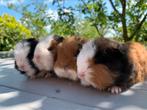 Superlieve Ch teddy cavia’s!, Dieren en Toebehoren, Meerdere dieren, Tam