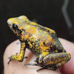 Phyllobates terribilis 'Golddust', Amfibie