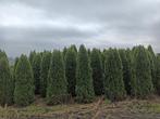 Coniferen (Thuja Smaragd) te koop., Tuin en Terras, Halfschaduw, Overige soorten, Bloeit niet, Ophalen of Verzenden