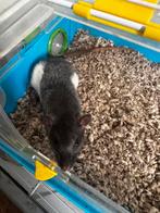 Tamme rat, Mannelijk, Rat, Na 1 juli 2024, Tam