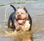 American Bully XL - Dekreu, Reu, 1 tot 2 jaar, CDV (hondenziekte), Eén hond