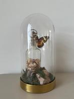 Cethosia Hypsea vlinder, Antiek en Kunst, Ophalen