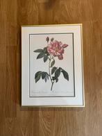 Botanische Illustratie Redouté Ingelijst, Ophalen of Verzenden