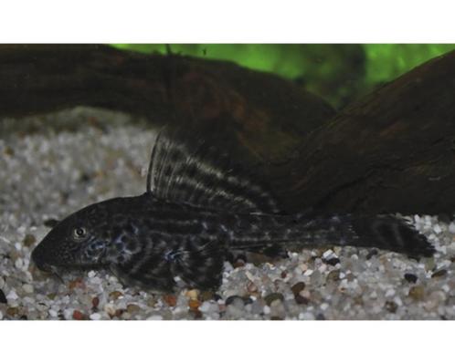 Algeneter en telescoopgoudvissen, Dieren en Toebehoren, Vissen | Aquariumvissen, Zoetwatervis, Vis