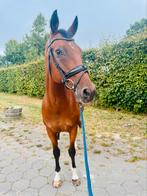 Lief recreatiepaard te koop!, Dieren en Toebehoren, Paarden, Ruin, L, 11 jaar of ouder, Recreatiepaard