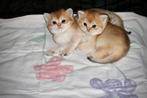 Brits korthaar broertjes, Dieren en Toebehoren, Katten en Kittens | Raskatten | Korthaar, Kater, Gechipt, 0 tot 2 jaar