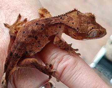 Wimpergekko jong superdalmatian  beschikbaar voor biedingen