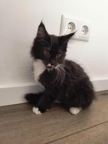 Maine Coon kitten Black Smoke White Katertje beschikbaar voor biedingen