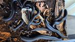 Super mooie groep congo giant black millipede, Dieren en Toebehoren, Reptielen en Amfibieën, Overige soorten, 0 tot 2 jaar