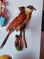 Taxidermie opgezette Senegalese spoorkoekoek, Verzamelen, Dierenverzamelingen, Ophalen of Verzenden, Vogel, Opgezet dier