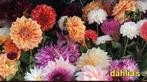 Dahlia Zaden Mix - Prachtige Kleuren!, Tuin en Terras, Planten | Tuinplanten, Overige soorten, Volle zon, Eenjarig, Ophalen of Verzenden