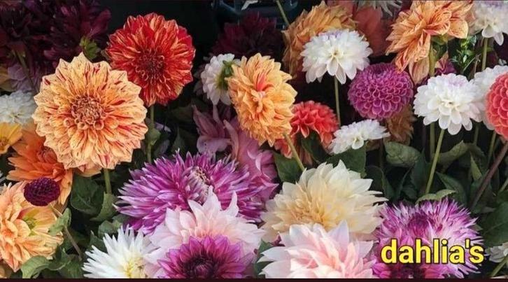 Dahlia Zaden Mix - Prachtige Kleuren!, Tuin en Terras, Planten | Tuinplanten, Eenjarig, Overige soorten, Volle zon, Zomer, Ophalen of Verzenden