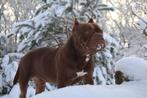 American Bully Dekreu, Reu, 1 tot 2 jaar, Parvo, Eén hond