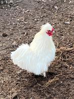 2 kriel haantjes, Mannelijk, Kip