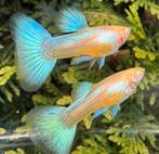 🟢🔵High Quality Albino Blue Singa Blue Tail Guppen 🟢🔵, Vis, Zoetwatervis, Schoolvis