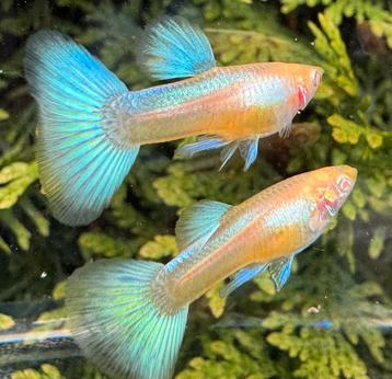🟢🔵High Quality Albino Blue Singa Blue Tail Guppen 🟢🔵 beschikbaar voor biedingen