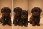 Droomnestje: 5 Maltipoo Puppy’s Zoeken een Warm Thuis, Parvo, Overige rassen, 8 tot 15 weken, Meerdere