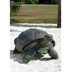 Galapagos Tortoise – Schildpad beeld Lengte 154 cm, Ophalen, Nieuw, Overige soorten, Overige typen