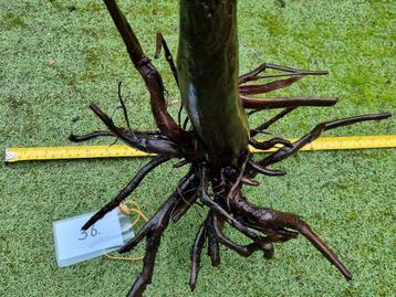 36. Kienhout voor aquarium / terrarium spiderwood lnummer  beschikbaar voor biedingen