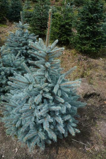 blauwspar kerstbomen beschikbaar voor biedingen