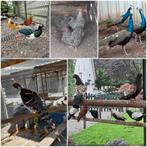 Div.soorten Duiven-Fazanten-Pauwen-Eenden-Kippen-Ganzen-ect., Meerdere dieren, Geringd