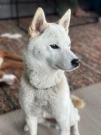 Lieve Bailey ter adoptie, Dieren en Toebehoren, Honden | Niet-rashonden, 1 tot 2 jaar, Teef, Eén hond, Middel