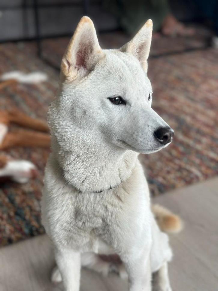 Lieve Bailey ter adoptie, Dieren en Toebehoren, Honden | Niet-rashonden, Middel, Teef, Particulier, Eén hond, Nederland, 1 tot 2 jaar