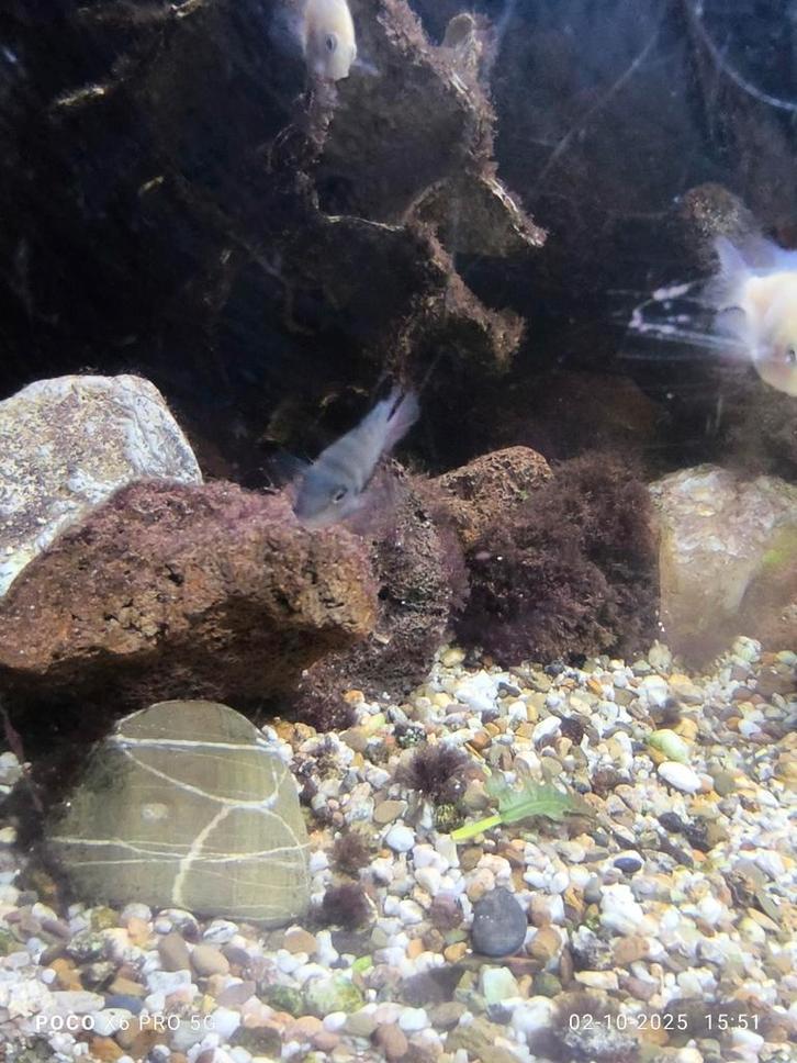 Te koop: 10-15 Cichliden vissen, Dieren en Toebehoren, Vissen | Aquariumvissen, Vis