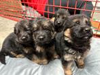 Duitse herder pups, Dieren en Toebehoren, 8 tot 15 weken, Meerdere, Meerdere dieren, Herder