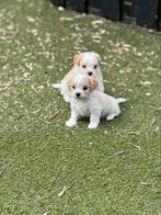 Supermooie, kleine en sociale boomer pups!, Overige rassen, 8 tot 15 weken, Meerdere, Meerdere dieren