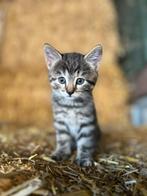 Kittens, zwart en “tijgerprint”, Dieren en Toebehoren, Meerdere dieren, 0 tot 2 jaar