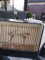 Koppel opaal roodmusssen 2025, Dieren en Toebehoren, Meerdere dieren, Geringd