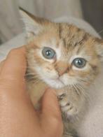 Britse korthaar kittens, Dieren en Toebehoren, Katten en Kittens | Raskatten | Korthaar, Meerdere dieren