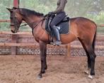 Superbrave 9 jr allrounder 1,62mtr(recr-manege-sport ), Dieren en Toebehoren, Paarden, Merrie, B, Gechipt, 7 tot 10 jaar