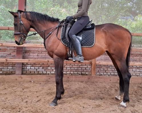 Superbrave 9 jr allrounder 1,62mtr(recr-manege-sport ), Dieren en Toebehoren, Paarden, Merrie, B, 160 tot 165 cm, 7 tot 10 jaar