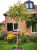 Red Robin, glansmiddel 3 meter hoog, Ophalen of Verzenden, Halfschaduw