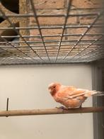 kanaries rood-agaat, Dieren en Toebehoren, Vogels | Kanaries, Meerdere dieren, Kleurkanarie