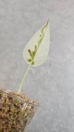 Alocasia Regal Shield Albo Variegata, Ophalen of Verzenden, Halfschaduw, Minder dan 100 cm