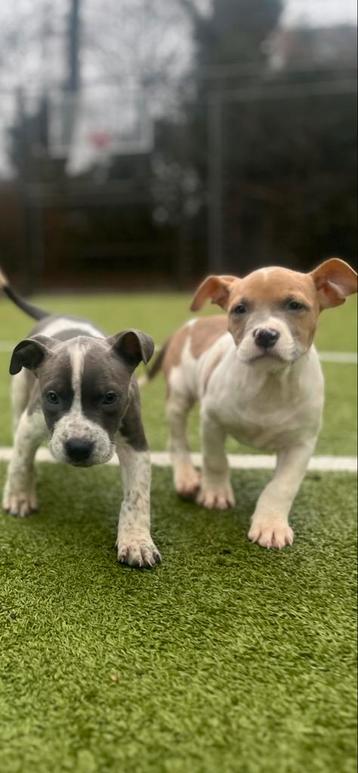 American bully XL pups (mogen verhuizen!) beschikbaar voor biedingen