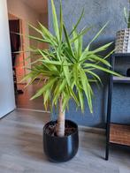 Mooie grote Yucca (zonder pot), Ophalen, Zomer, Overige soorten, Volle zon