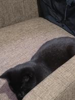 Mooie kittens, Dieren en Toebehoren, Katten en Kittens | Raskatten | Korthaar