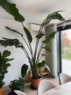 Mooie grote kamerplant Strelitzia XXL, Huis en Inrichting, Kamerplanten, Ophalen, Overige soorten, 200 cm of meer