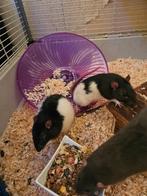 Dringend op zoek naar een nieuw huisje voor onze ratjes, Dieren en Toebehoren, Januari, Mannelijk, Rat