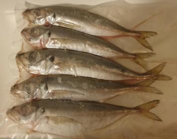 AANBIEDING!! Verse Horsmakreel 20/25 cm 5 stuks € 4  beschikbaar voor biedingen