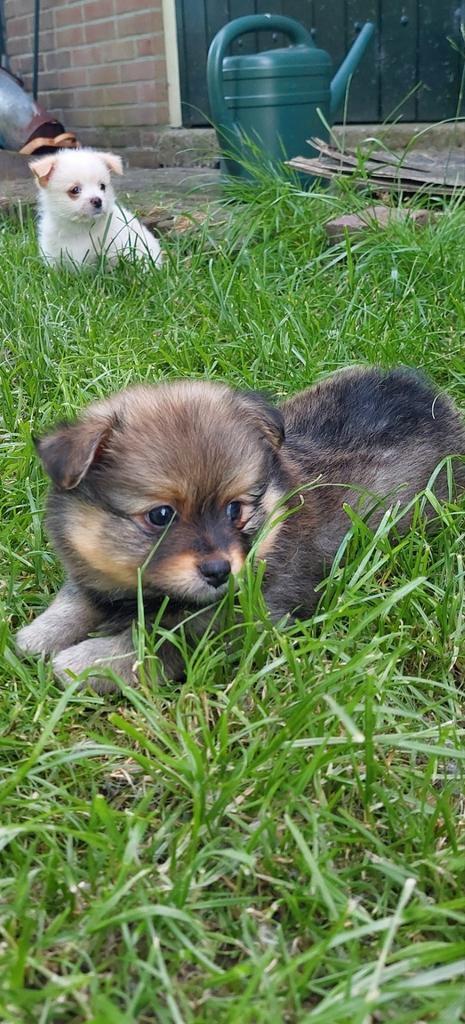 Boompo, Dieren en Toebehoren, Honden | Chihuahua's en Gezelschapshonden, Meerdere dieren, Overige rassen, Particulier, Meerdere