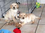 Hele mooie labrador pups mogen met hun nieuwe baasje mee, Dieren en Toebehoren, Nederland, Labrador retriever, Meerdere, Meerdere dieren