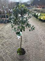 Hulst op stam - Prachtige wintergroene boom, Bloeit niet, Halfschaduw, Overige soorten, Minder dan 100 cm