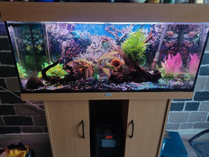 Jewel aquarium met twee maanvissen, Dieren en Toebehoren, Vissen | Aquaria en Toebehoren, Zo goed als nieuw, Gevuld zoetwateraquarium