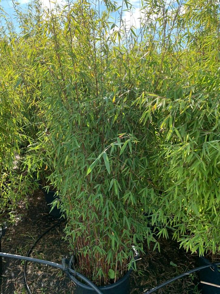 Locatie Zuidwolde. 10% korting Fargesia Jiuzhaigou-1, Tuin en Terras, Planten | Tuinplanten, Overige soorten, Halfschaduw, Bloeit niet