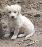 Golden Retriever kruising, 8 tot 15 weken, Meerdere, Meerdere dieren, Parvo